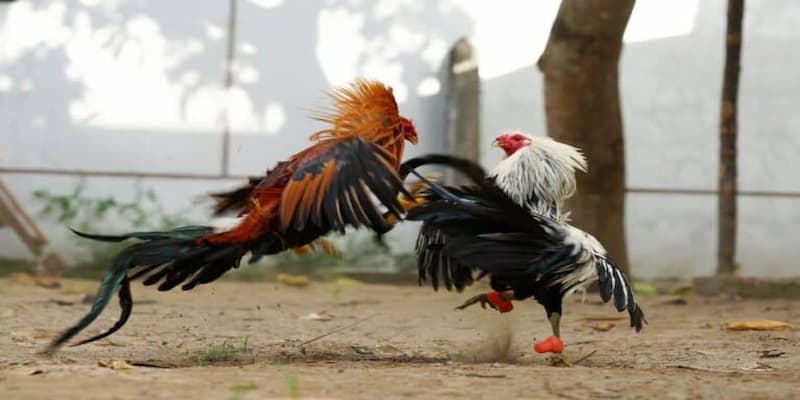 Có gì đặc biệt khi chơi đá gà tại KING88? Có gì đặc biệt khi chơi đá gà tại KING88?
