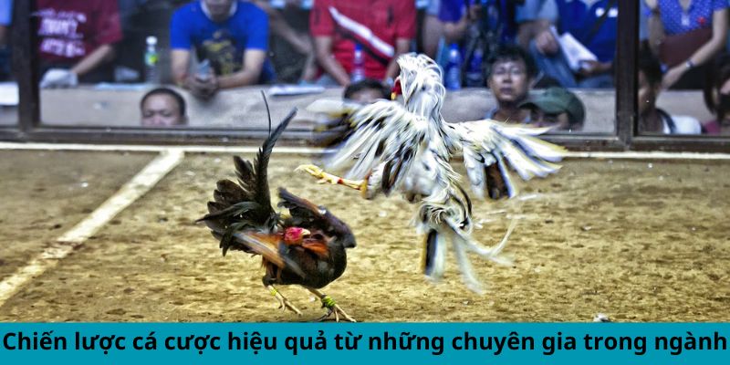 Chiến lược cá cược hiệu quả từ những chuyên gia trong ngành Chiến lược cá cược hiệu quả từ những chuyên gia trong ngành