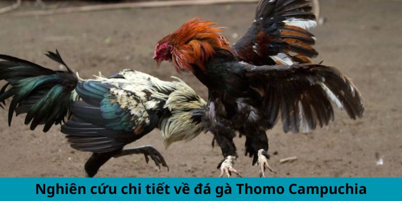 Nghiên cứu chi tiết về đá gà Thomo Campuchia Nghiên cứu chi tiết về đá gà Thomo Campuchia