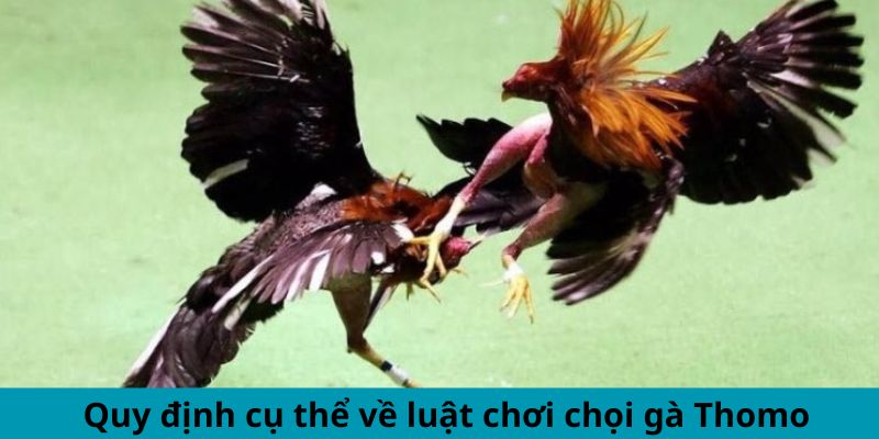 Quy định cụ thể về luật chơi chọi gà Thomo Quy định cụ thể về luật chơi chọi gà Thomo
