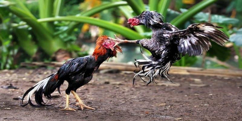 Đôi nét giới thiệu về sảnh cược đá gà Peru Đôi nét giới thiệu về sảnh cược đá gà Peru