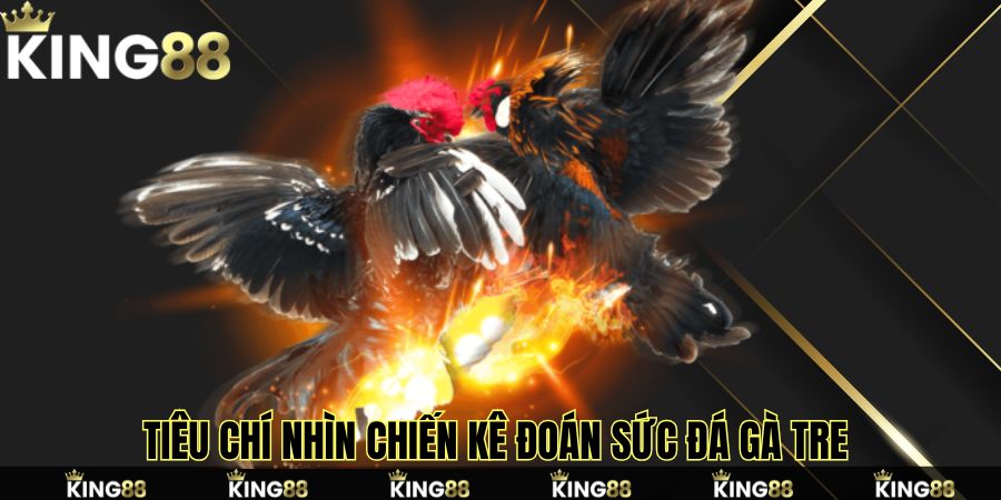 Tiêu chí nhìn chiến kê đoán sức đá gà tre Tiêu chí nhìn chiến kê đoán sức đá gà tre