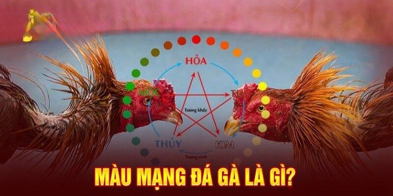Giải đáp về màu mạng gà đá là gì Giải đáp về màu mạng gà đá là gì
