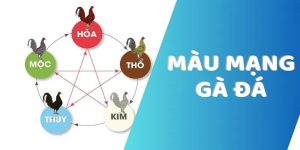 Màu Mạng Gà Đá - Xác Định Cặp Đấu Để Gia Tăng Chiến Thắng
